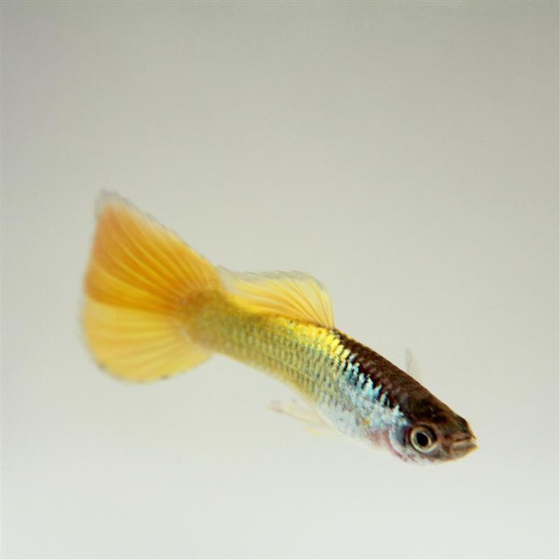 Poecilia ret.   Guppy German yellow XL